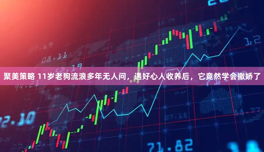 聚美策略 11岁老狗流浪多年无人问，遇好心人收养后，它竟然学会撒娇了