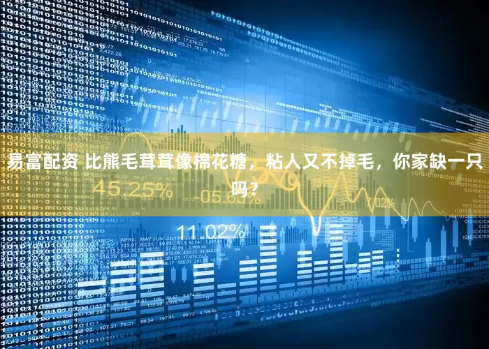 易富配资 比熊毛茸茸像棉花糖，粘人又不掉毛，你家缺一只吗？